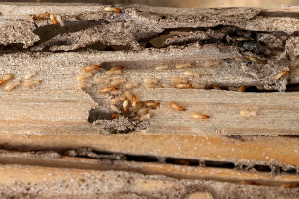 Best Wildlife Control Services  in Hayward, CA