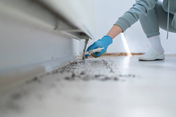 Best Pest Control for Homes  in Hayward, CA